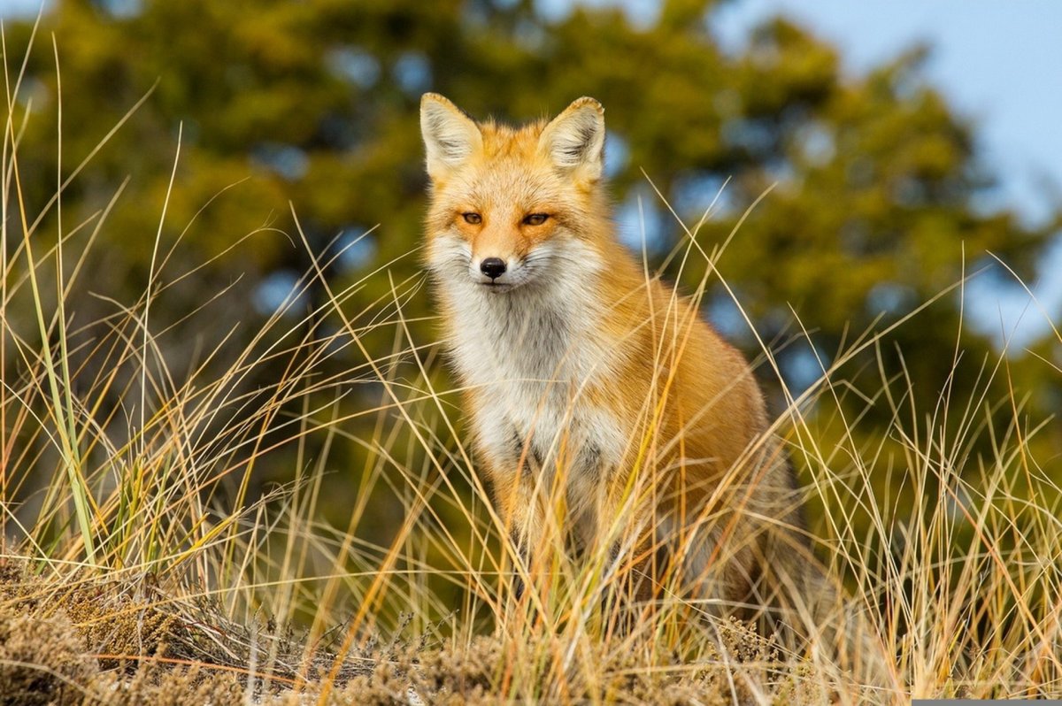 Картинки на рабочий стол лиса