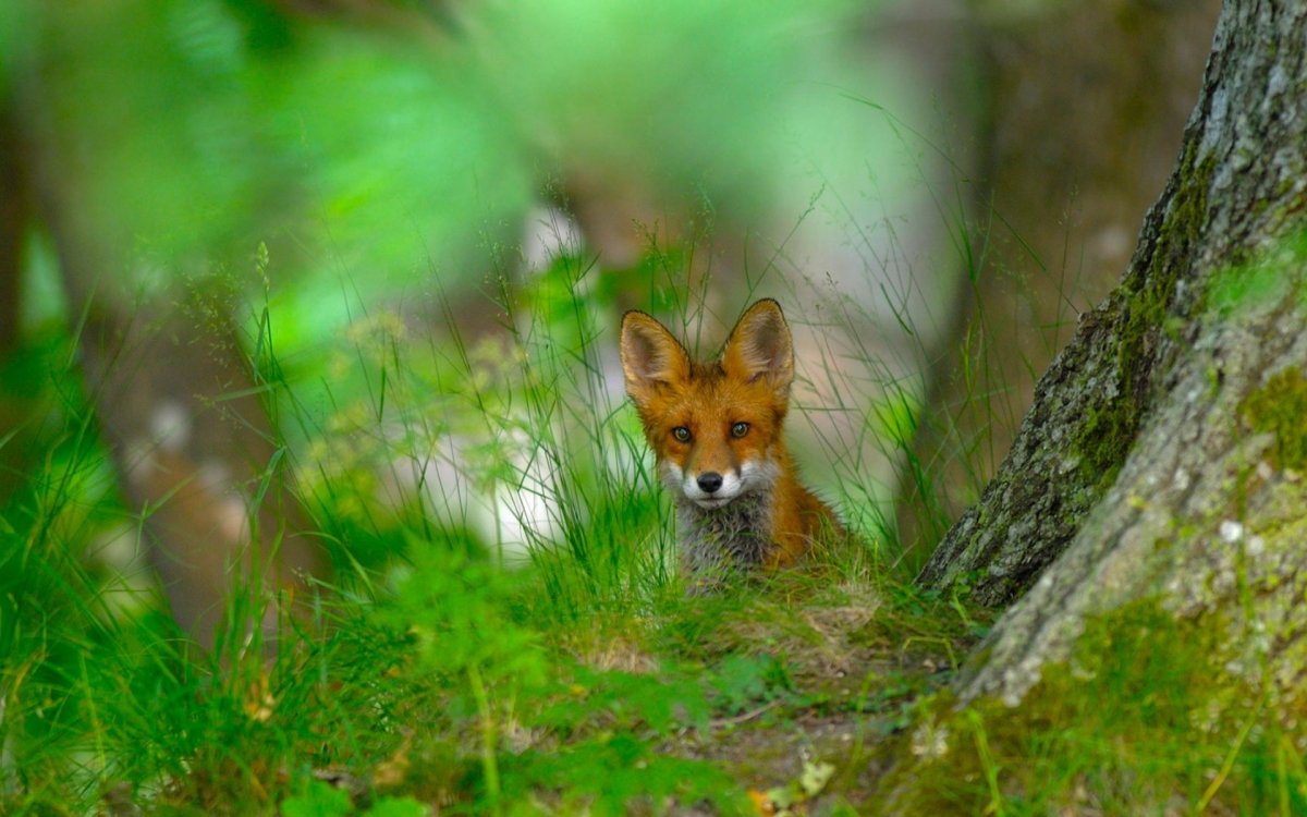 Лисята в лесу