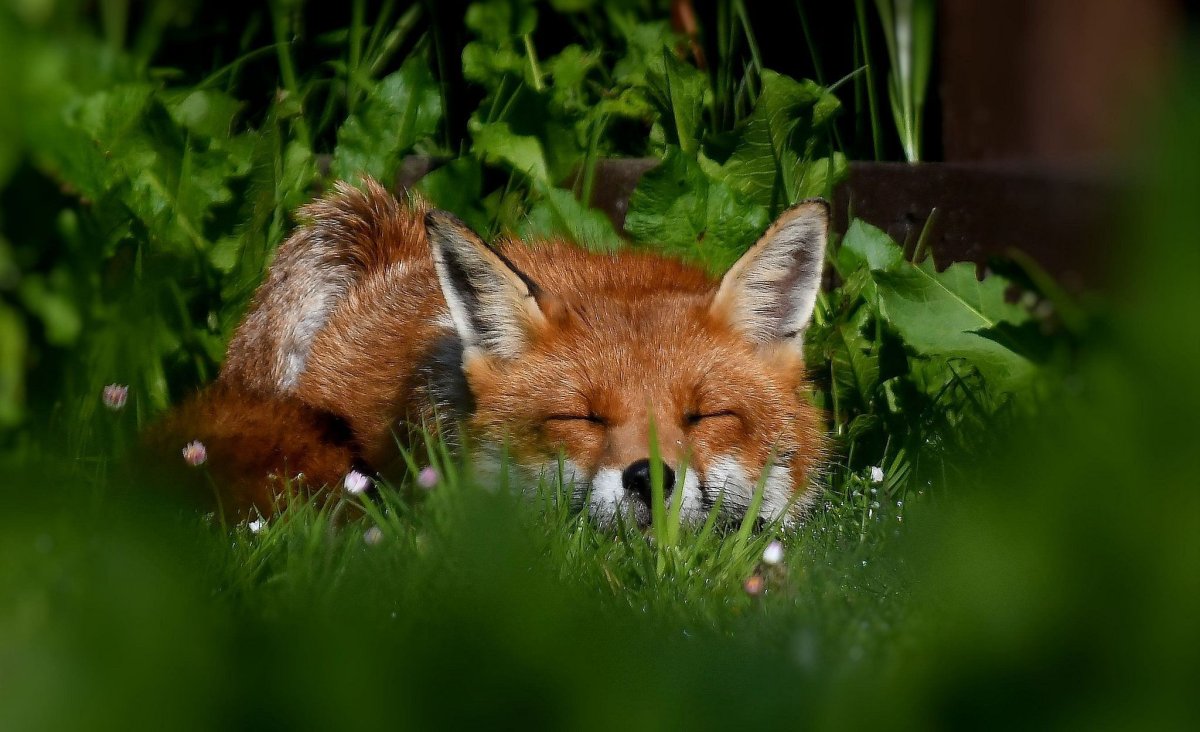 Лиса в траве
