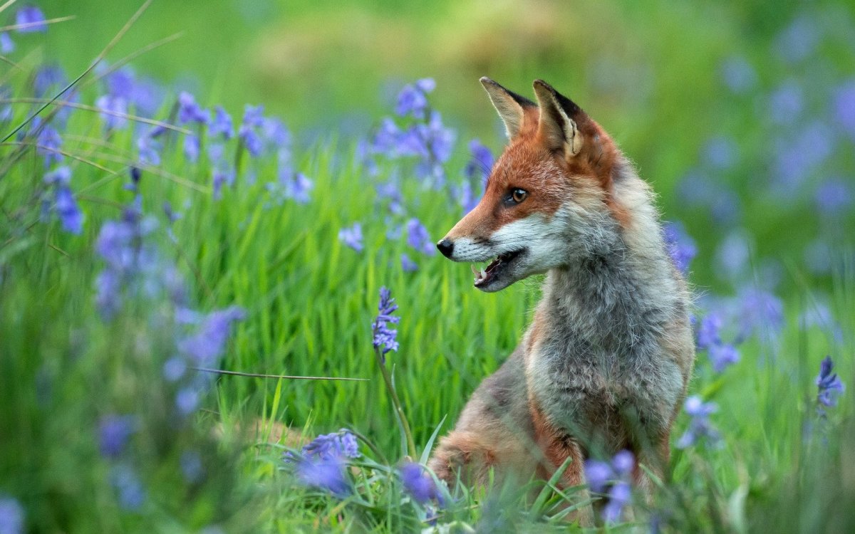 Лиса в цветах