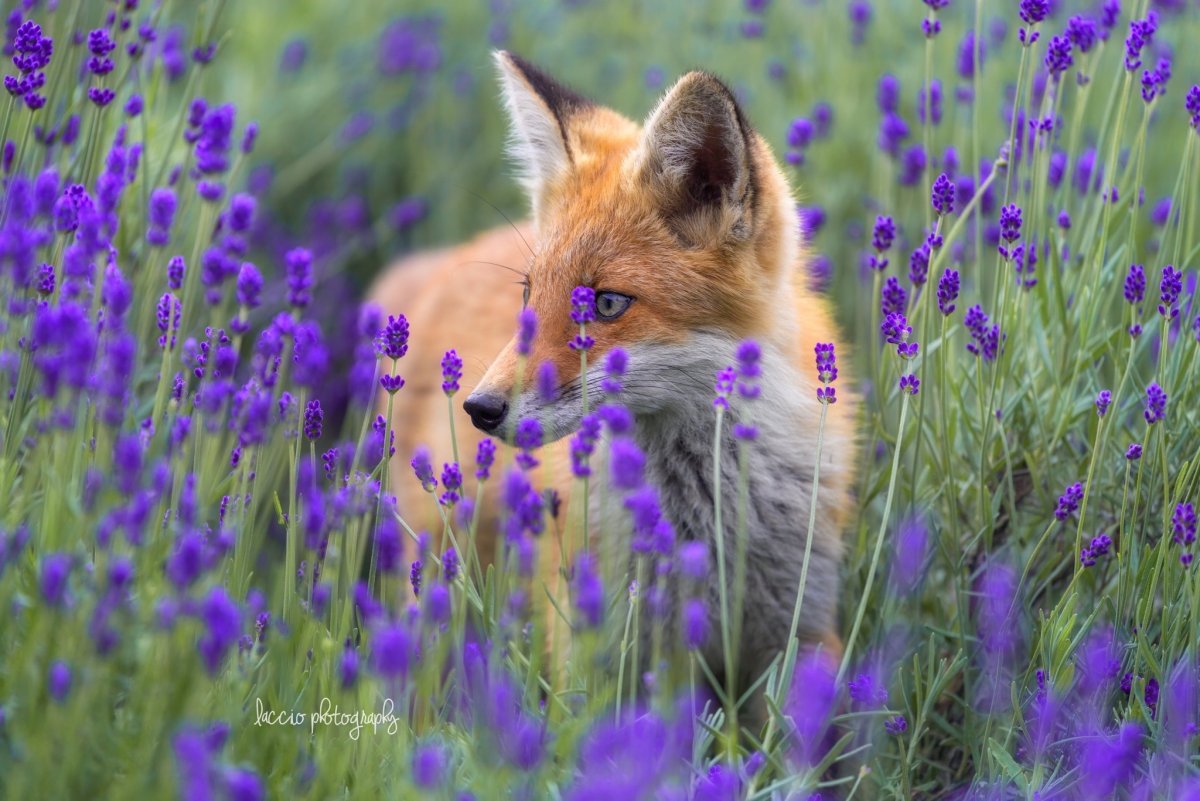 Лиса в цветах