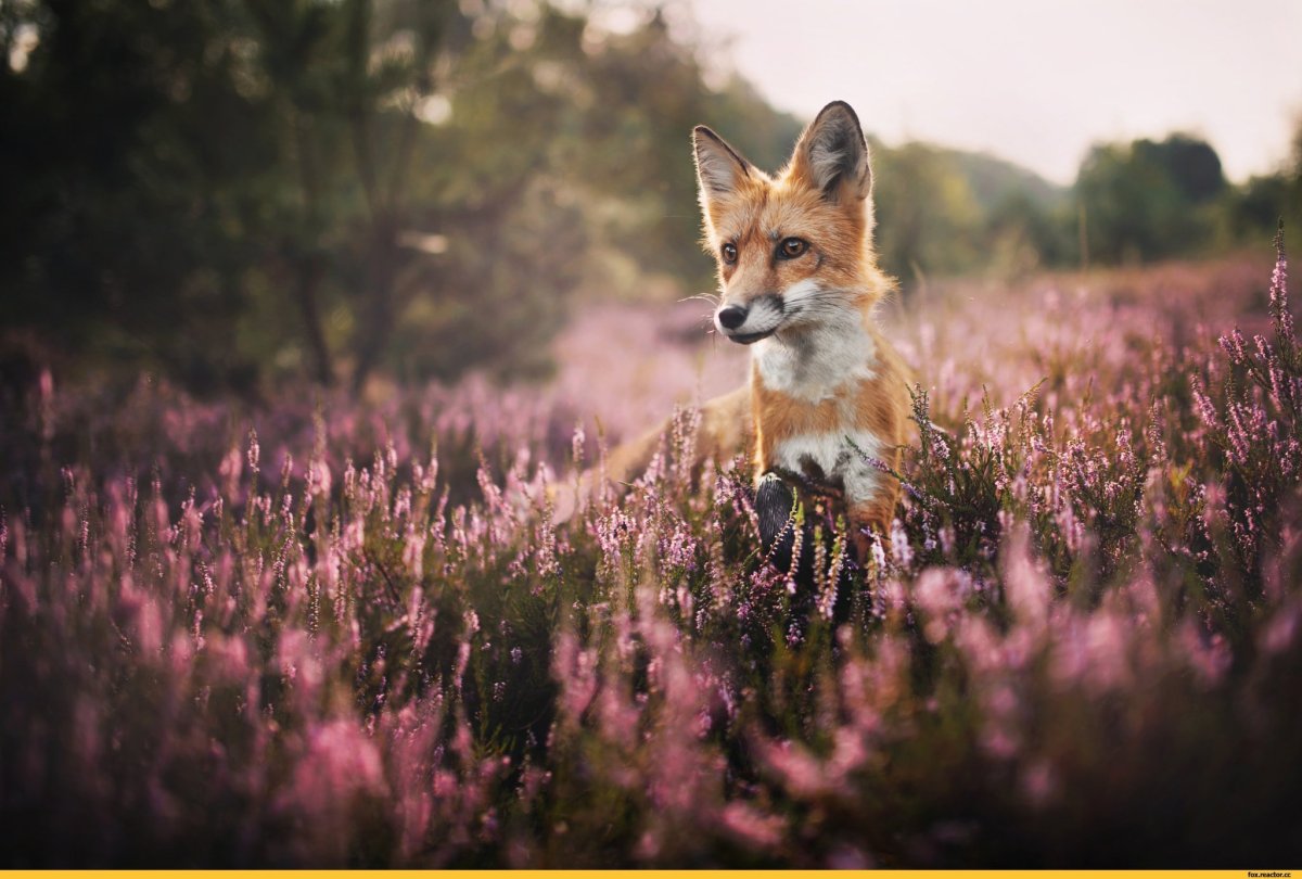 Лисенок в цветах