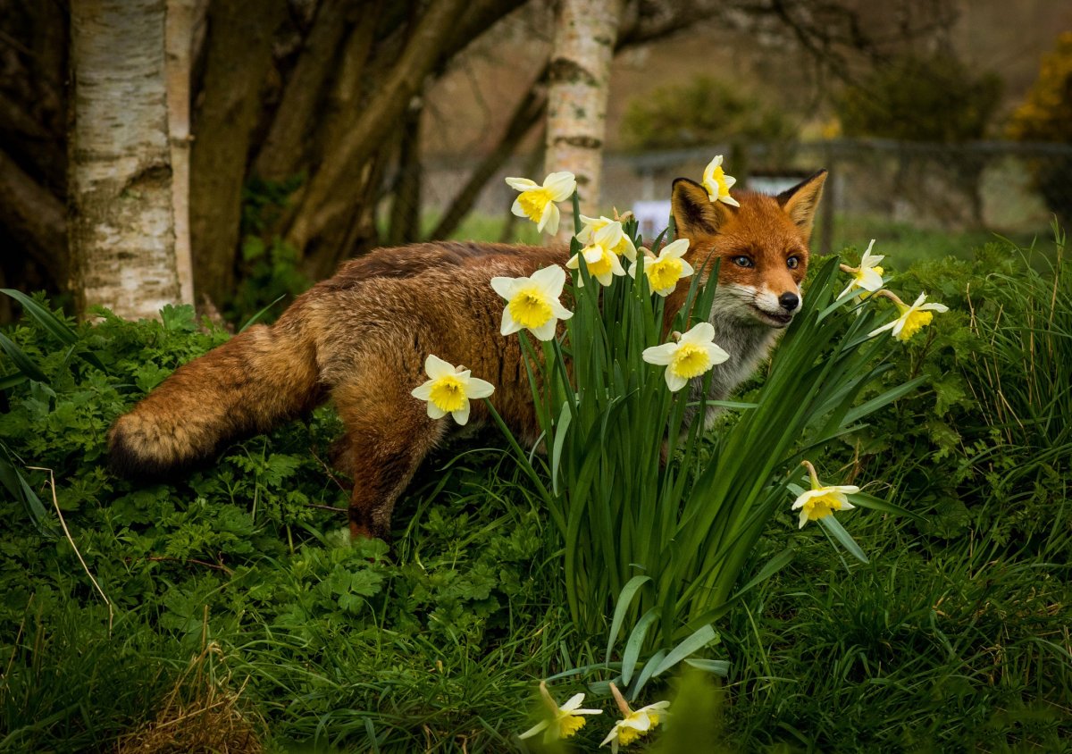 Лиса весной на рабочий стол