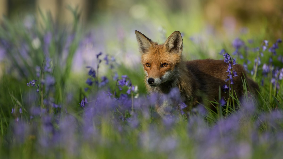 Лиса на лугу