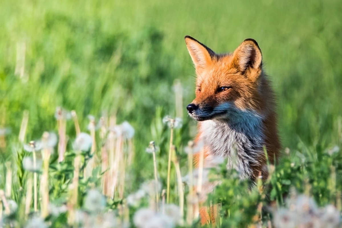 Лиса летом