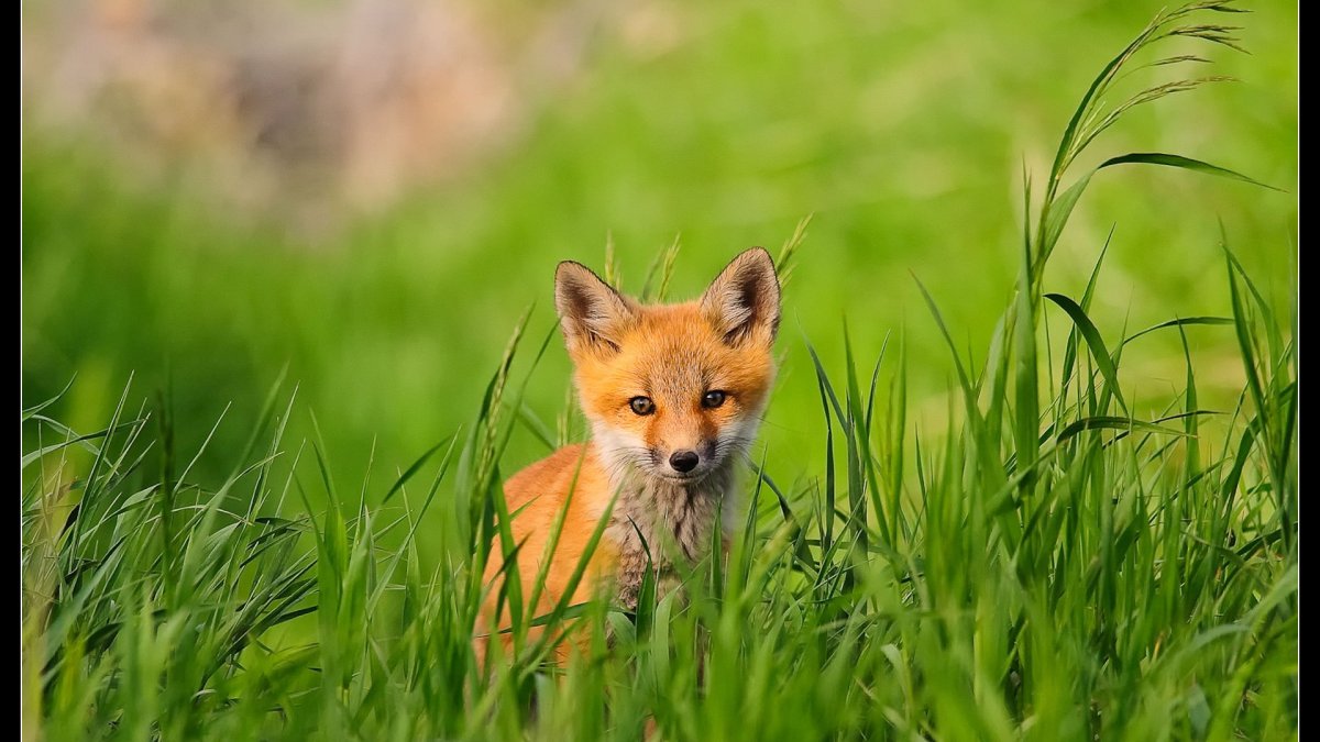 Обои на рабочий стол лиса