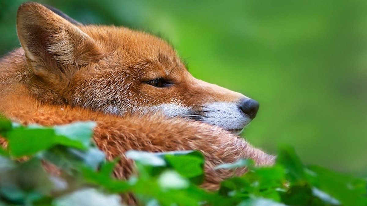 Лисица на рабочий стол