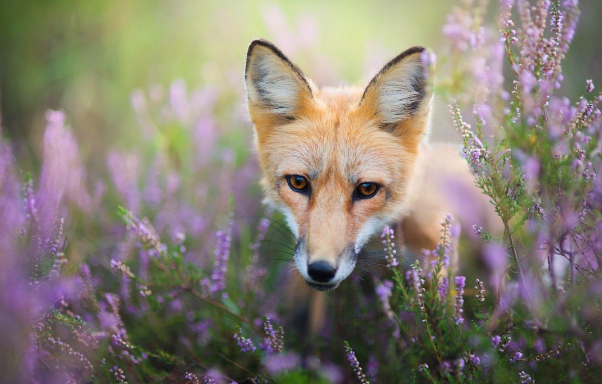 Лис в цветах