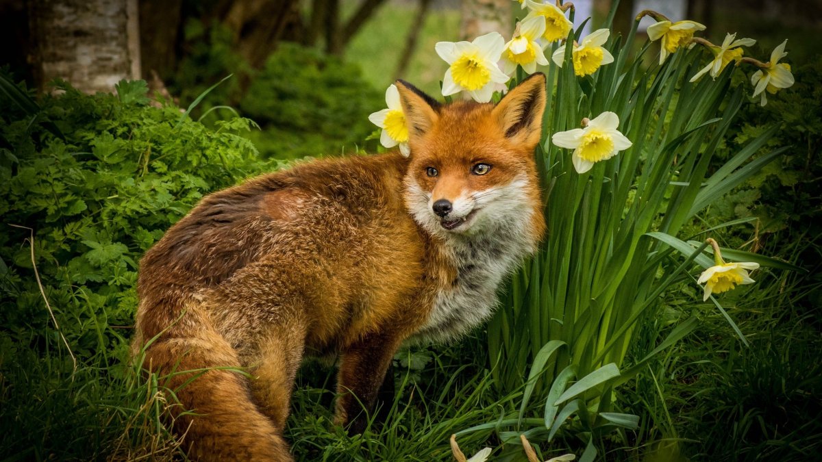 Красивые летние лиса