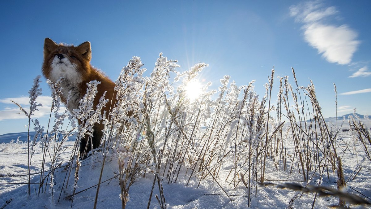 Ранняя Весна животные