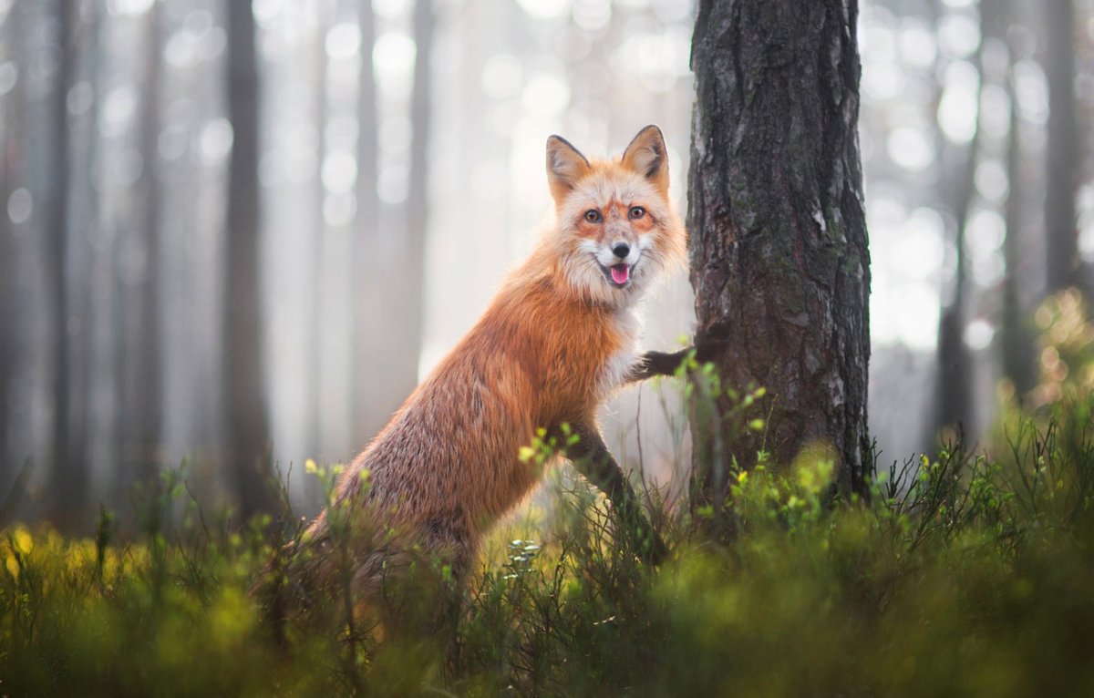 Весенняя лиса