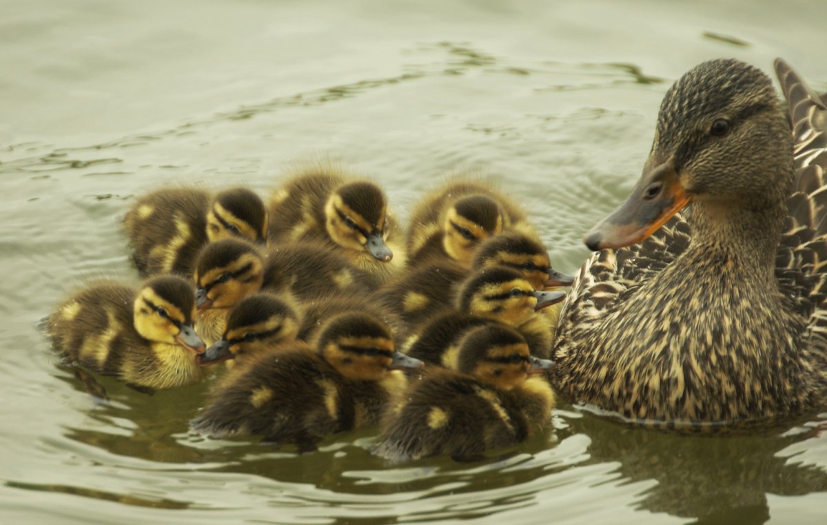 Утка кряква с утятами