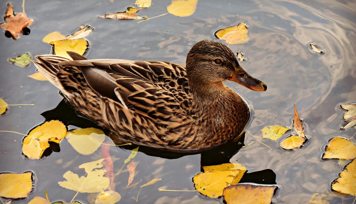 Селезень кряквы осенью