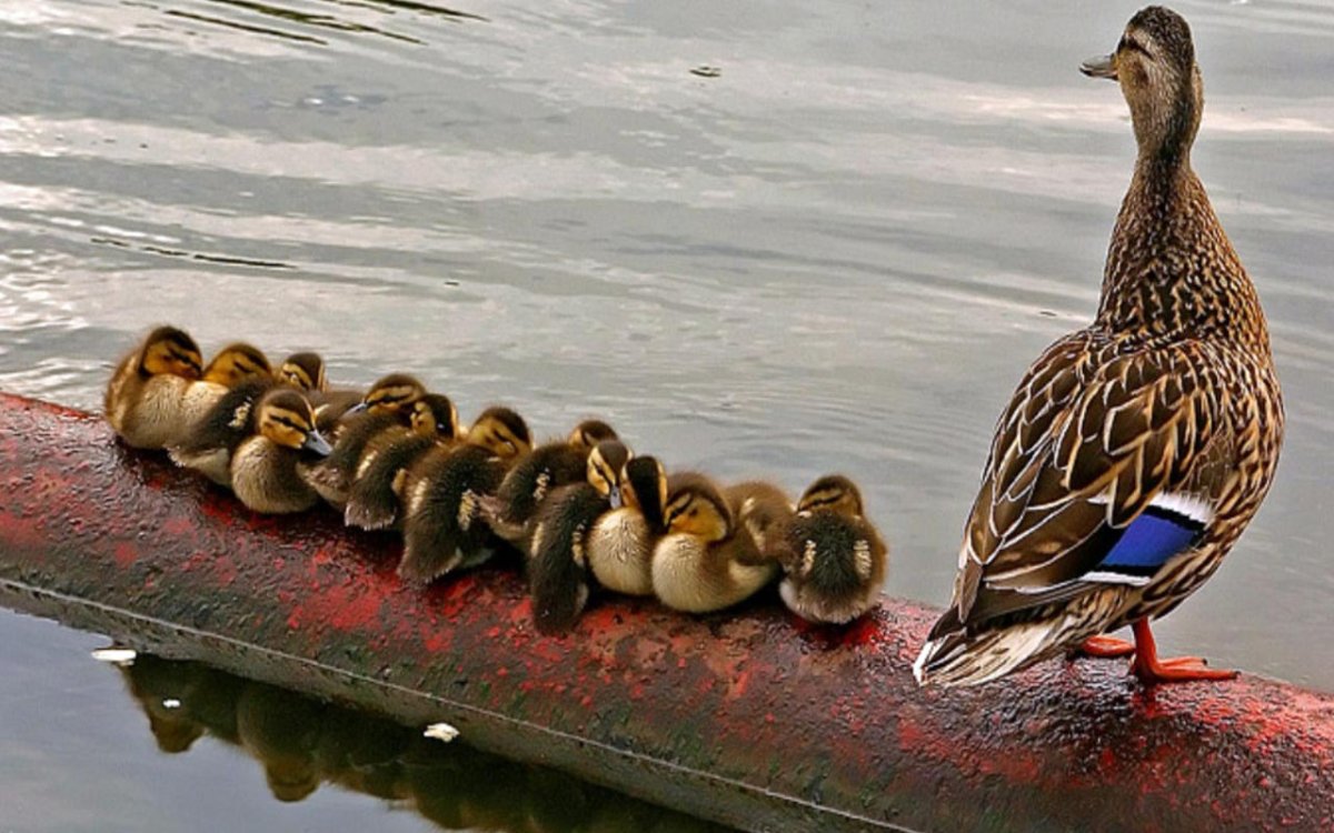 Маленькие Дикие утки