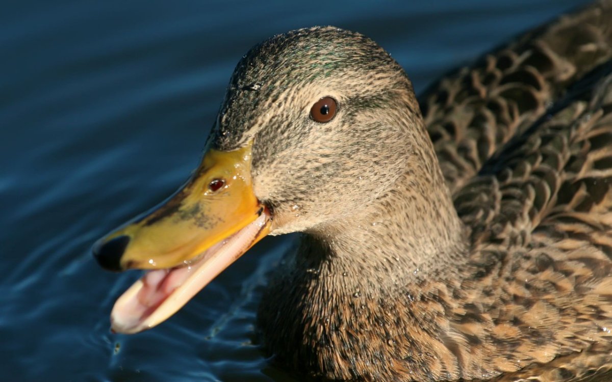 Уточка крякает