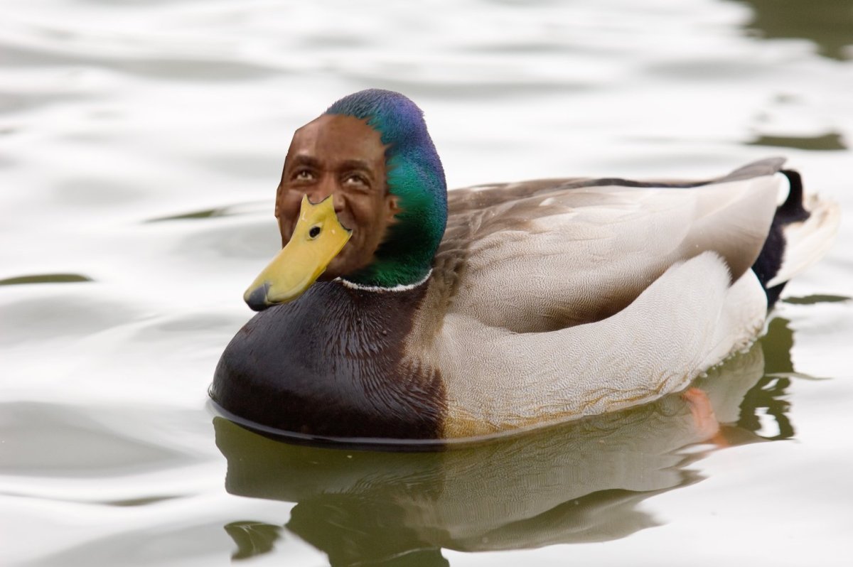 Утка кряква отряд