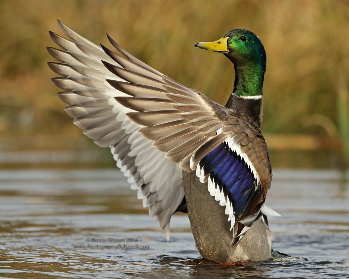 Смешная кряква