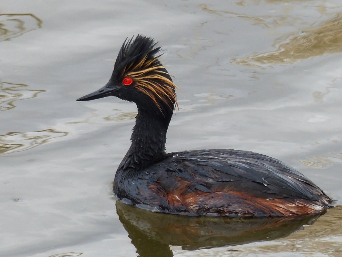 Хохлатый крохаль