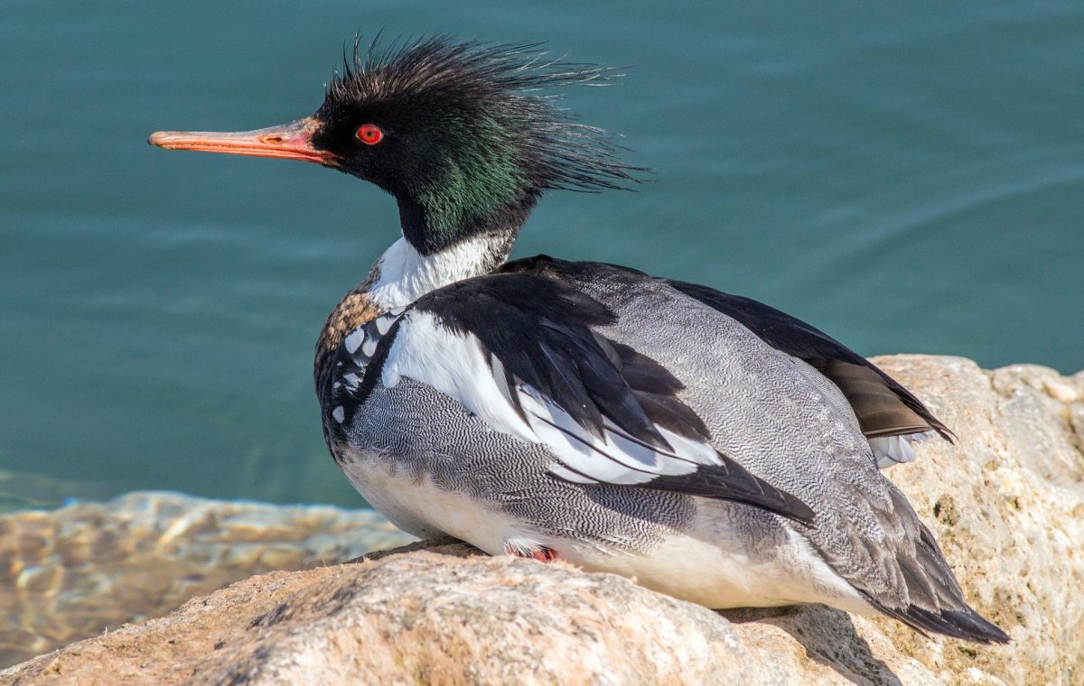 Утка крохаль длинноносый