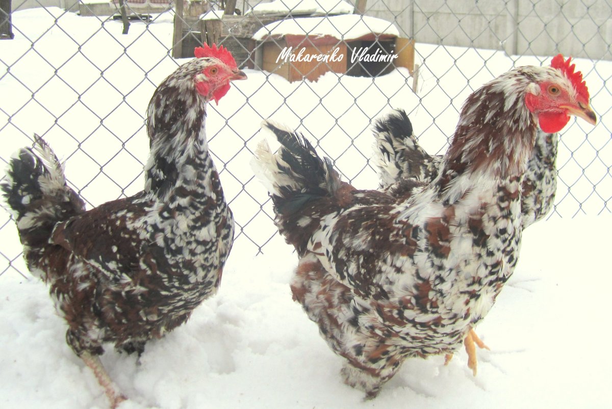 Ливенская порода кур