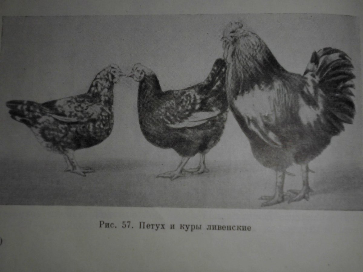 Ливенские ситцевые цыплята
