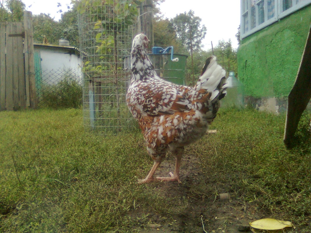Дикий предок Ливенской породы кур