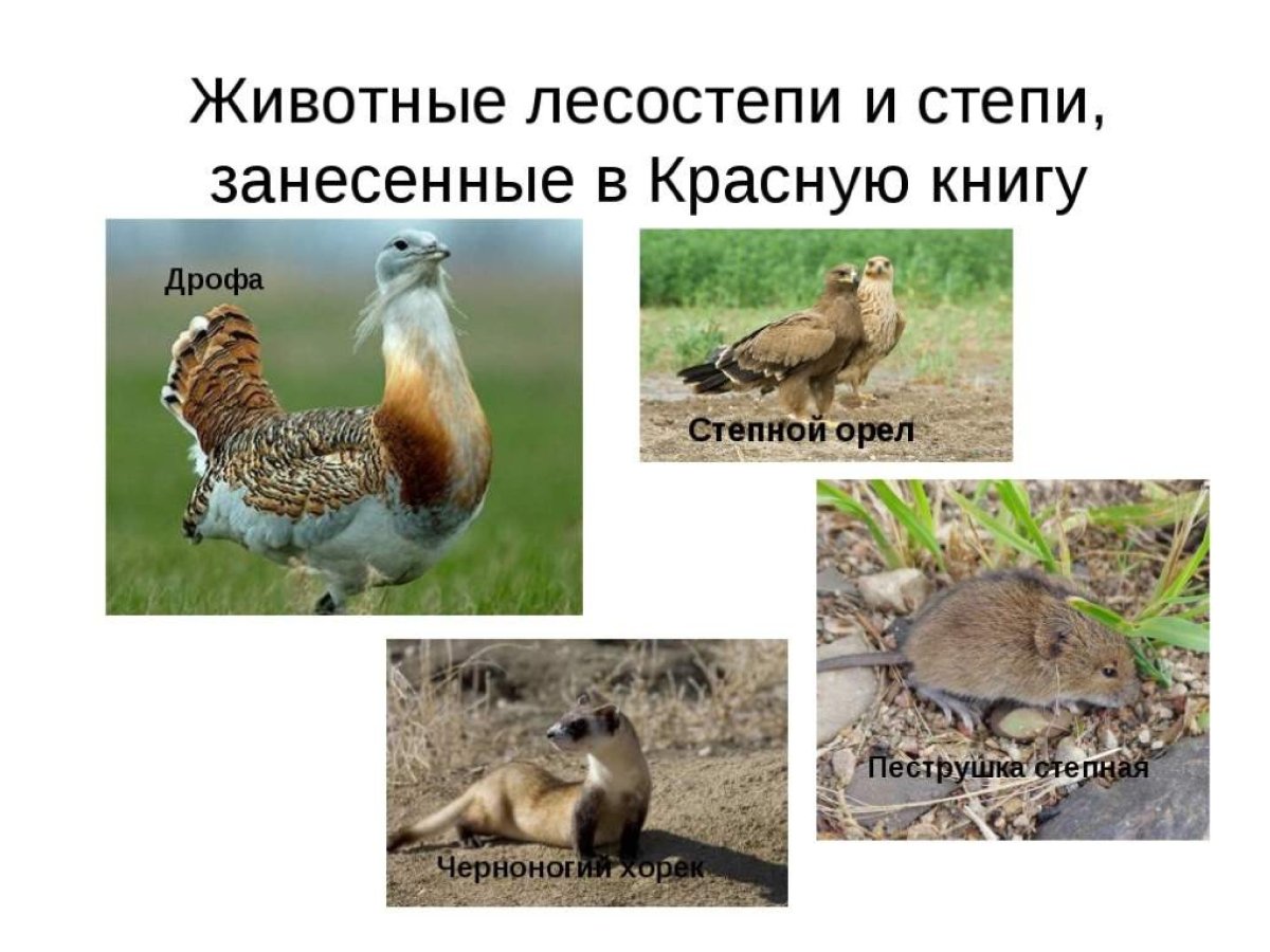 Флора и фауна степей иллюстрации