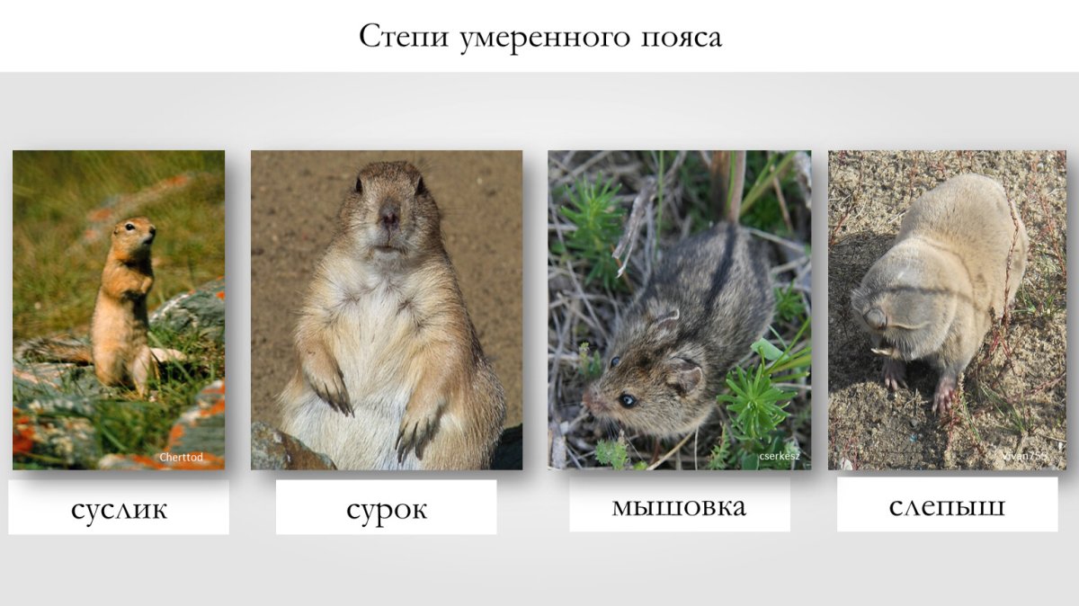 Животные Степной зоны России