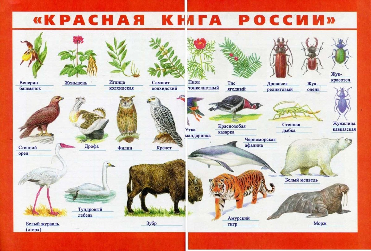 Природные зоны России пустыни