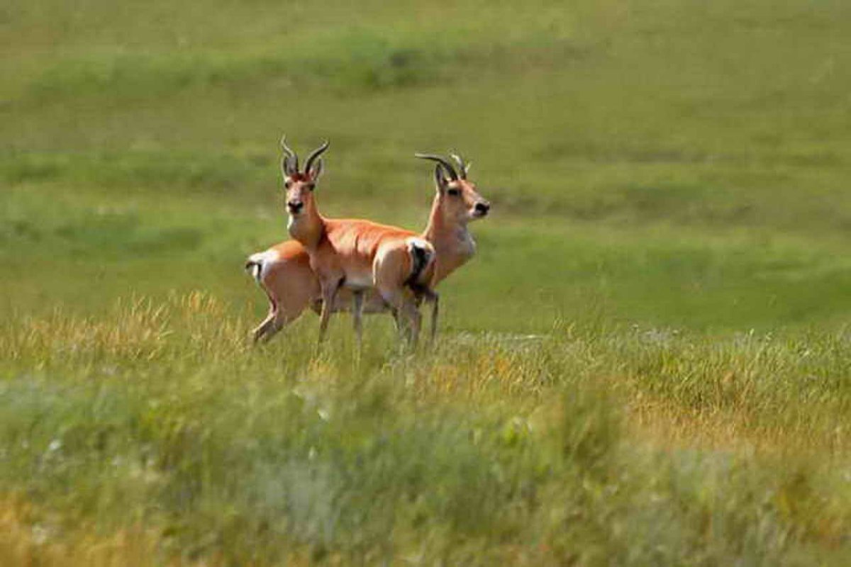 Суслики зона степей