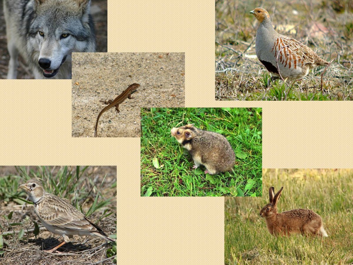 Суслик Степной Астраханской области