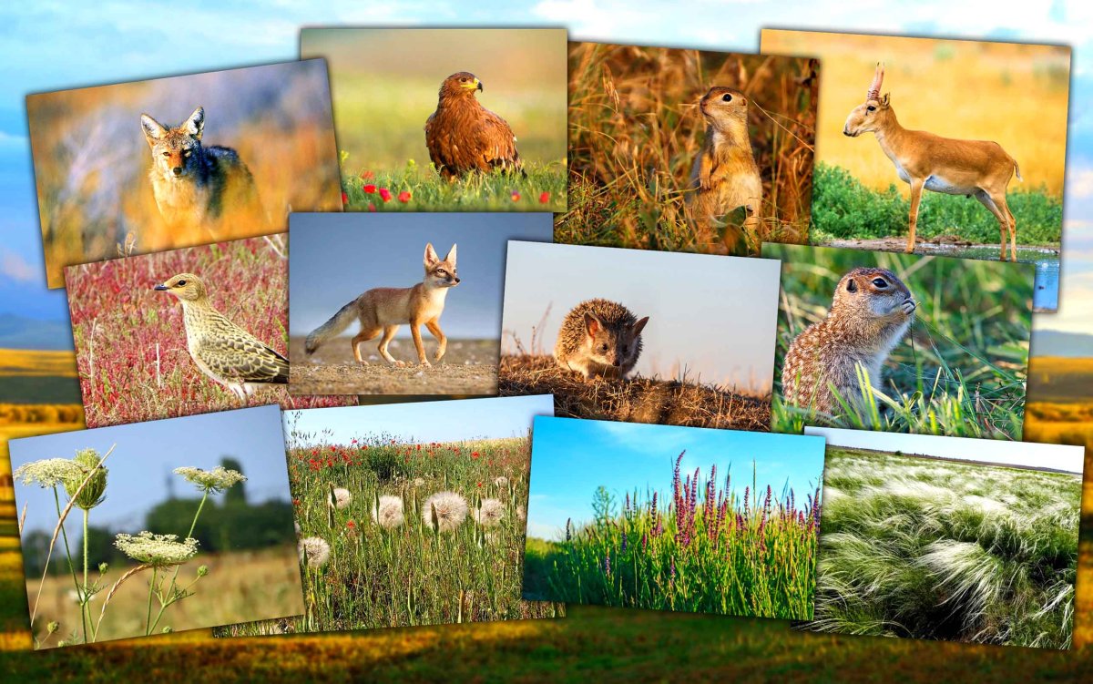 Фауна лесостепи и степи