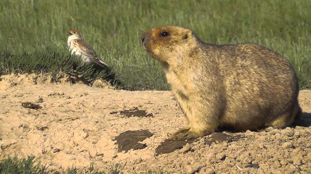 Прерия фауна