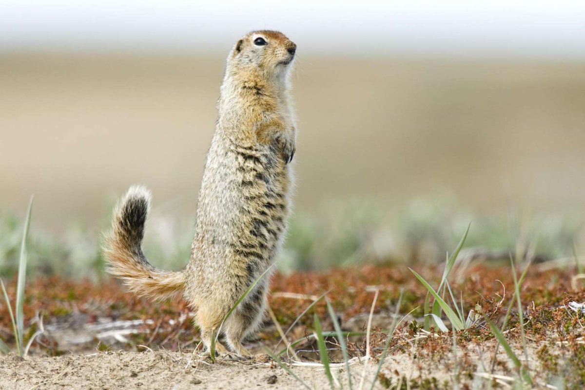 Растения степи России