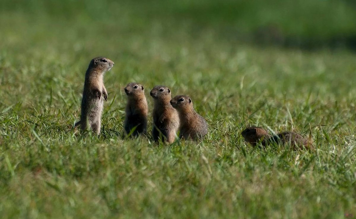 Сурок обыкновенный Байбак