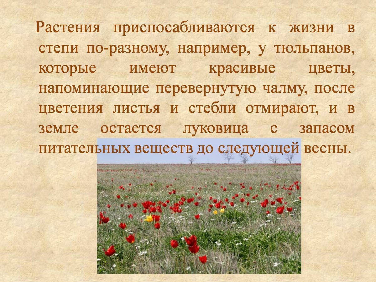 Степной заяц Русак