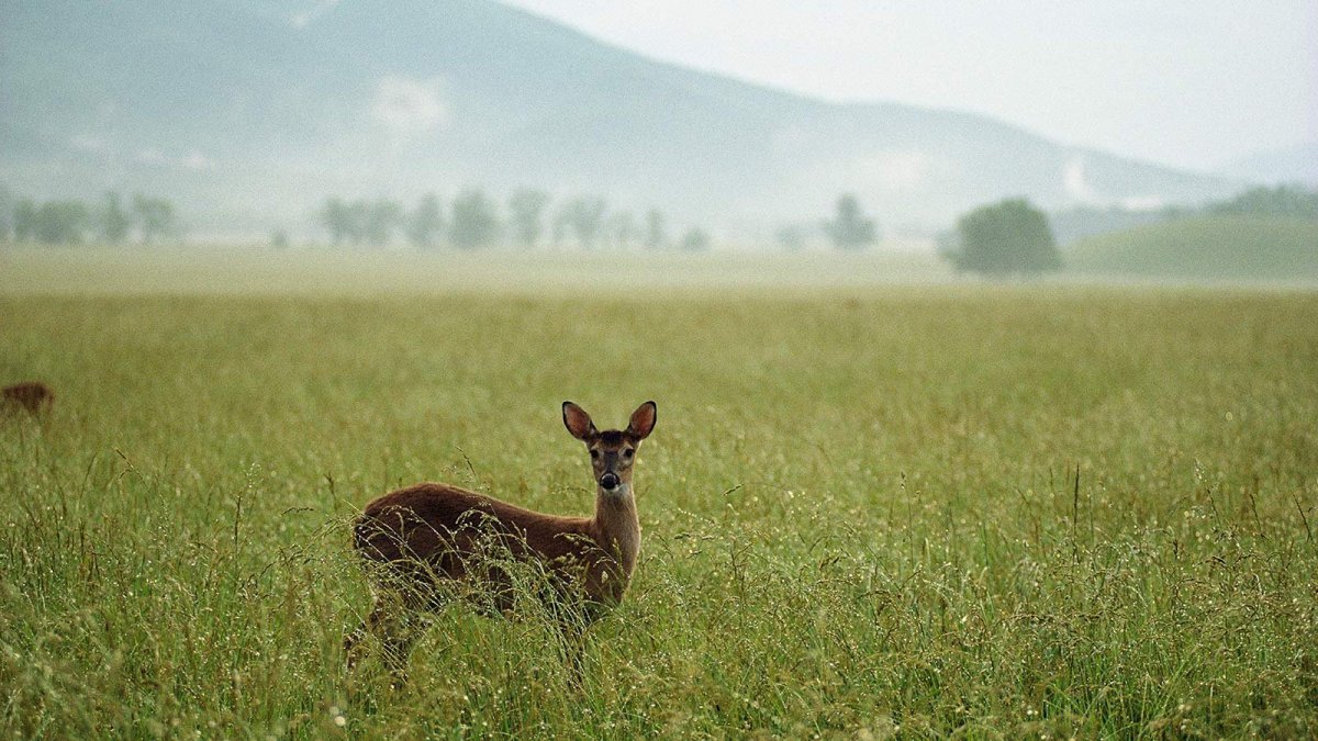 Животные лесостепи в России