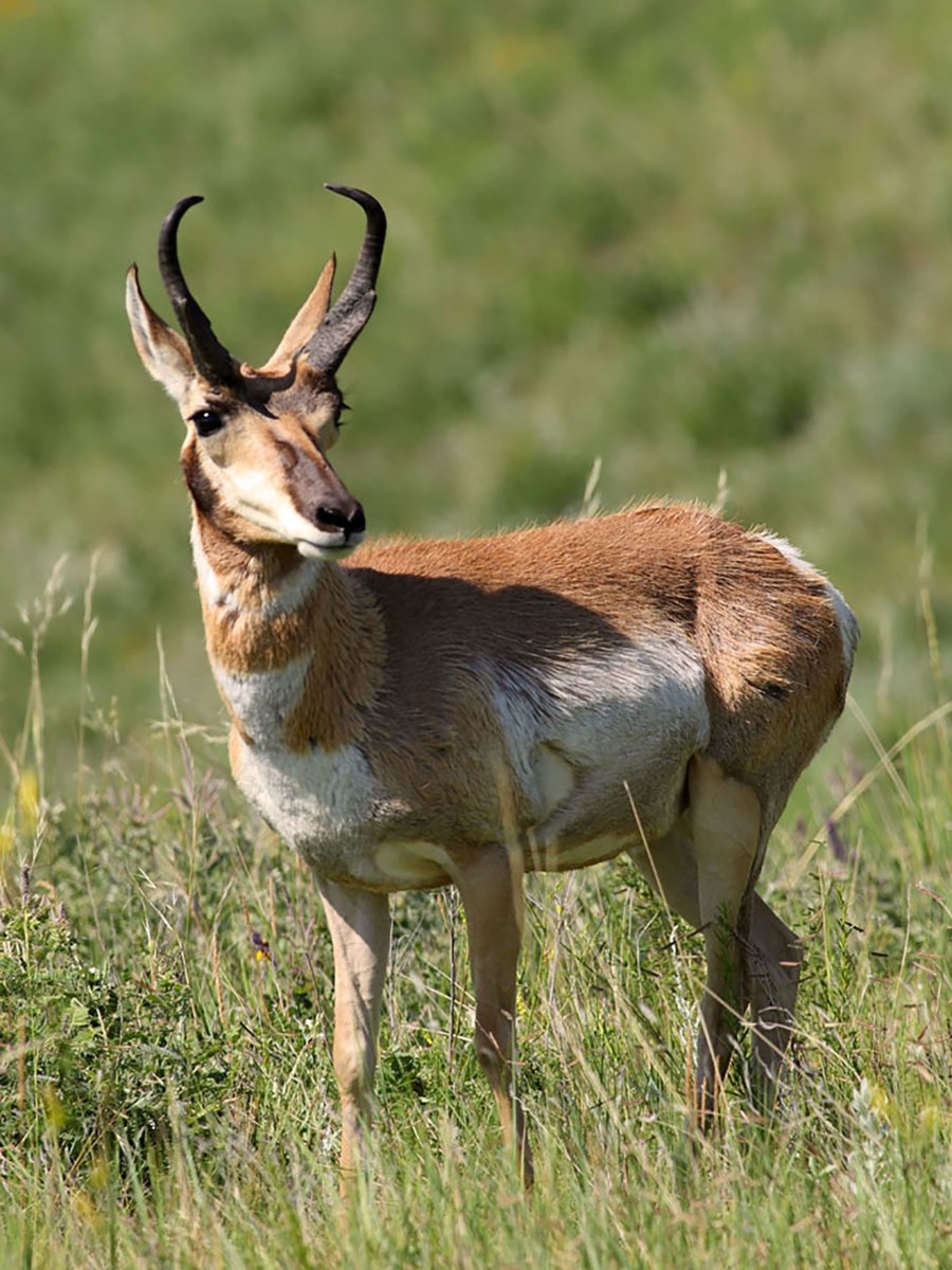 Айдахский суслик