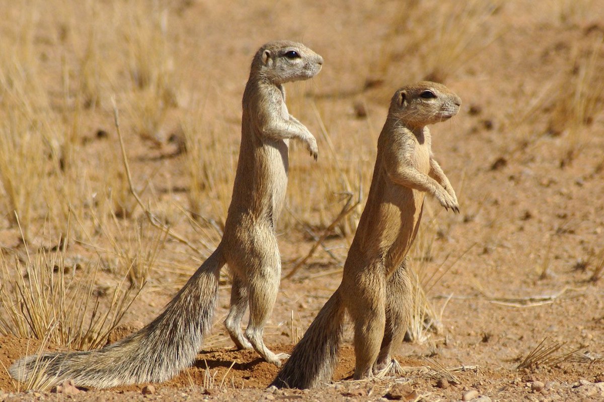 Природные зоны для дошкольников