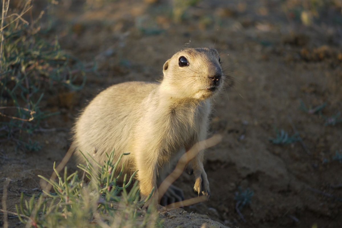 Крапчатый суслик