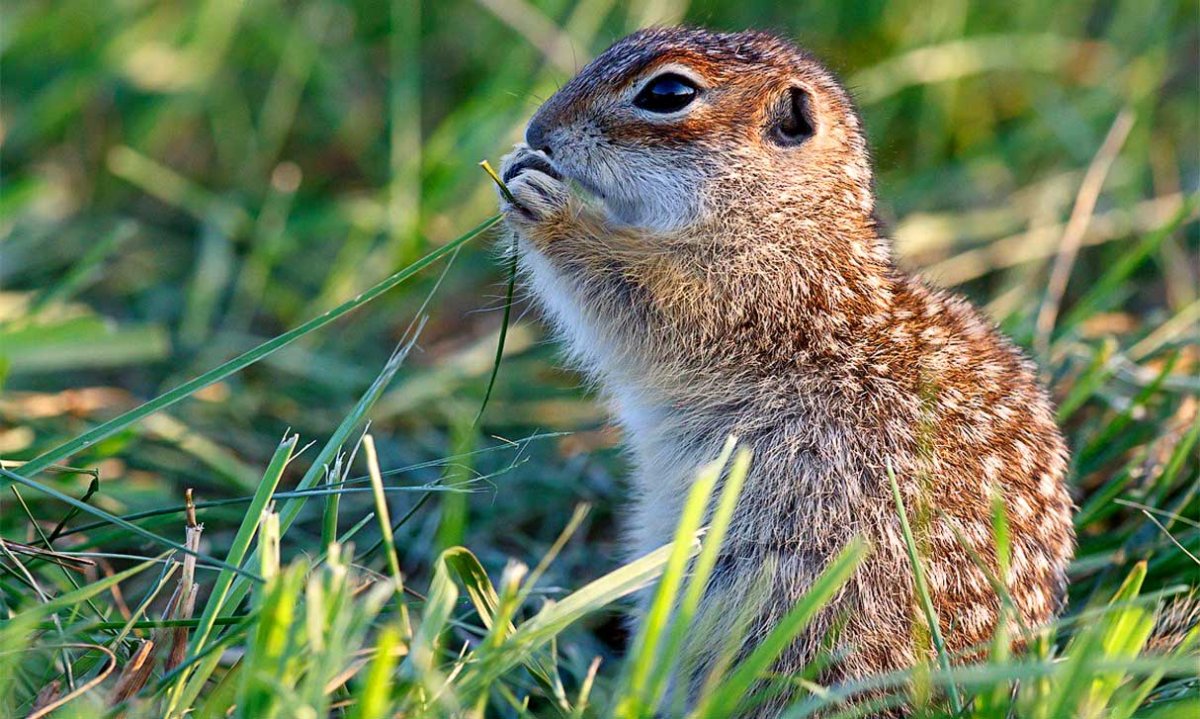 Животные степи Волгоградской области