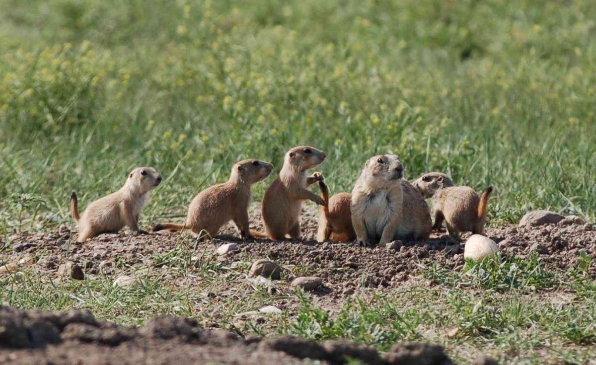 Суслик Степной Россия