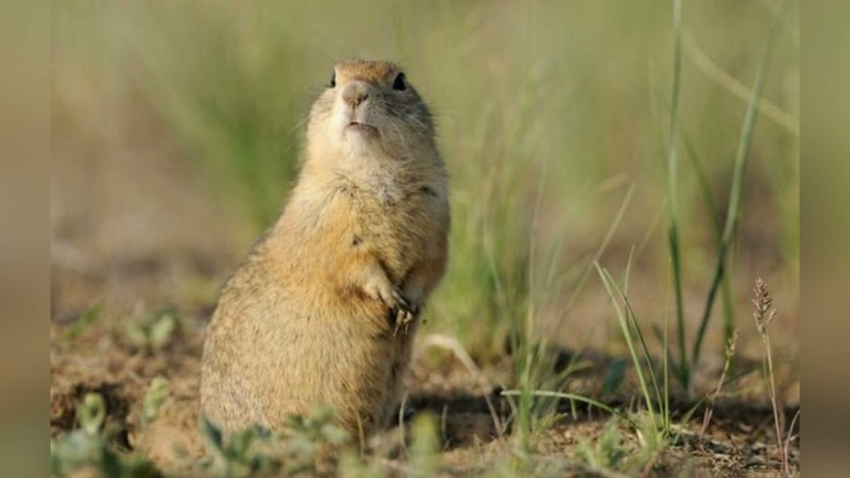 Фауна степного Крыма