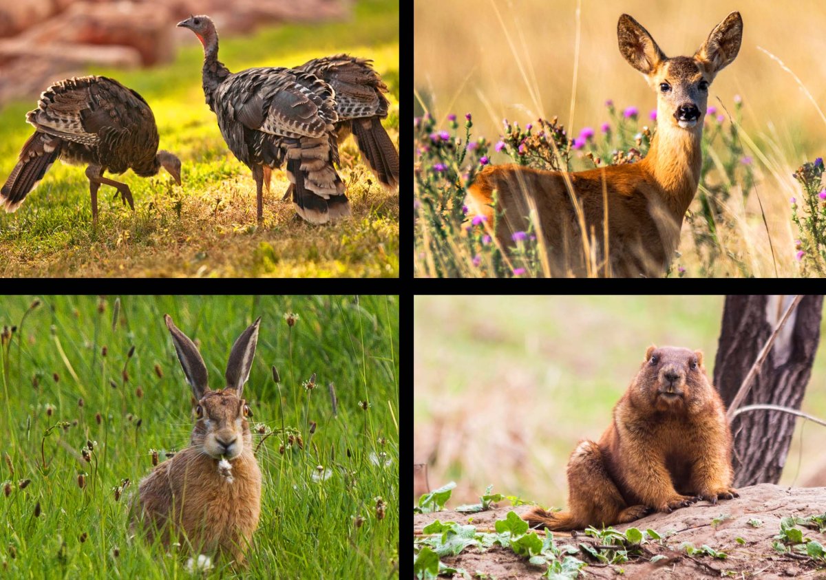 Лесостепная зона России животный мир