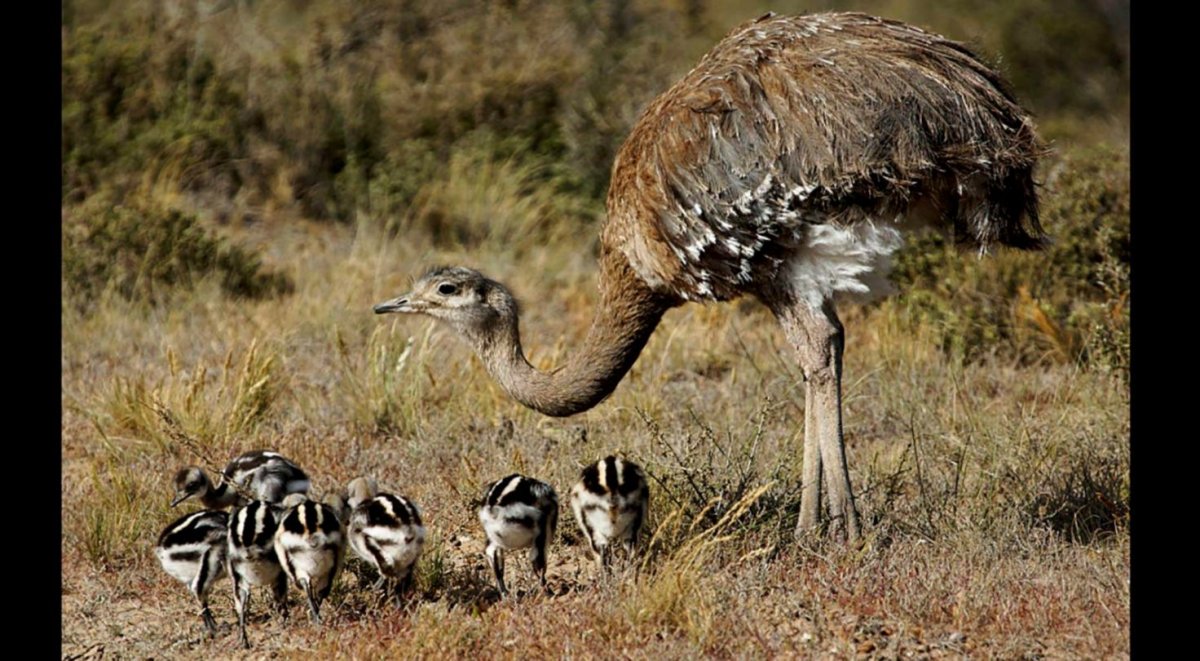 Пустыня природная зона Флора и фауна