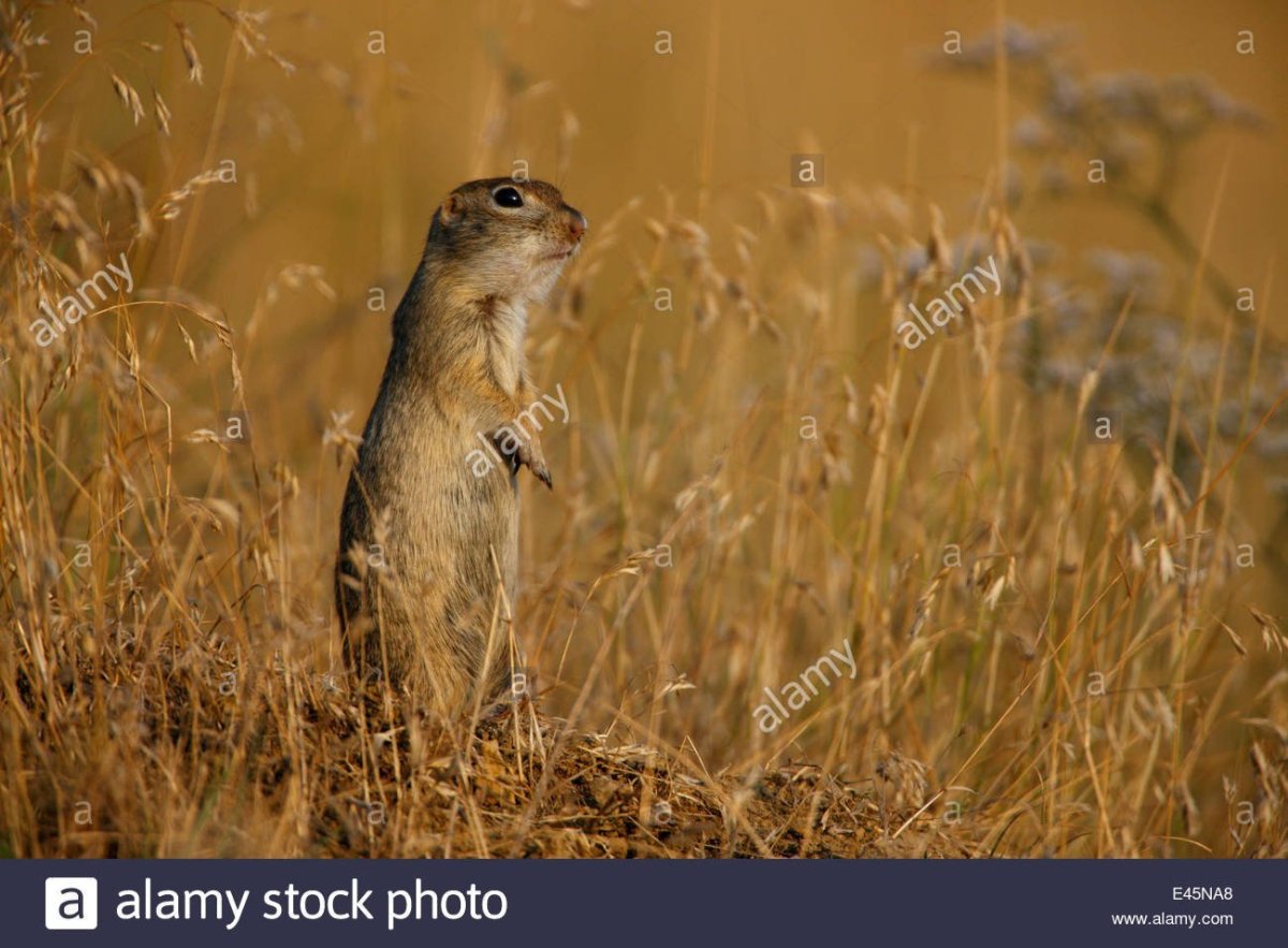 Окружающий мир 4 класс рабочая тетрадь 1 часть красная книга России