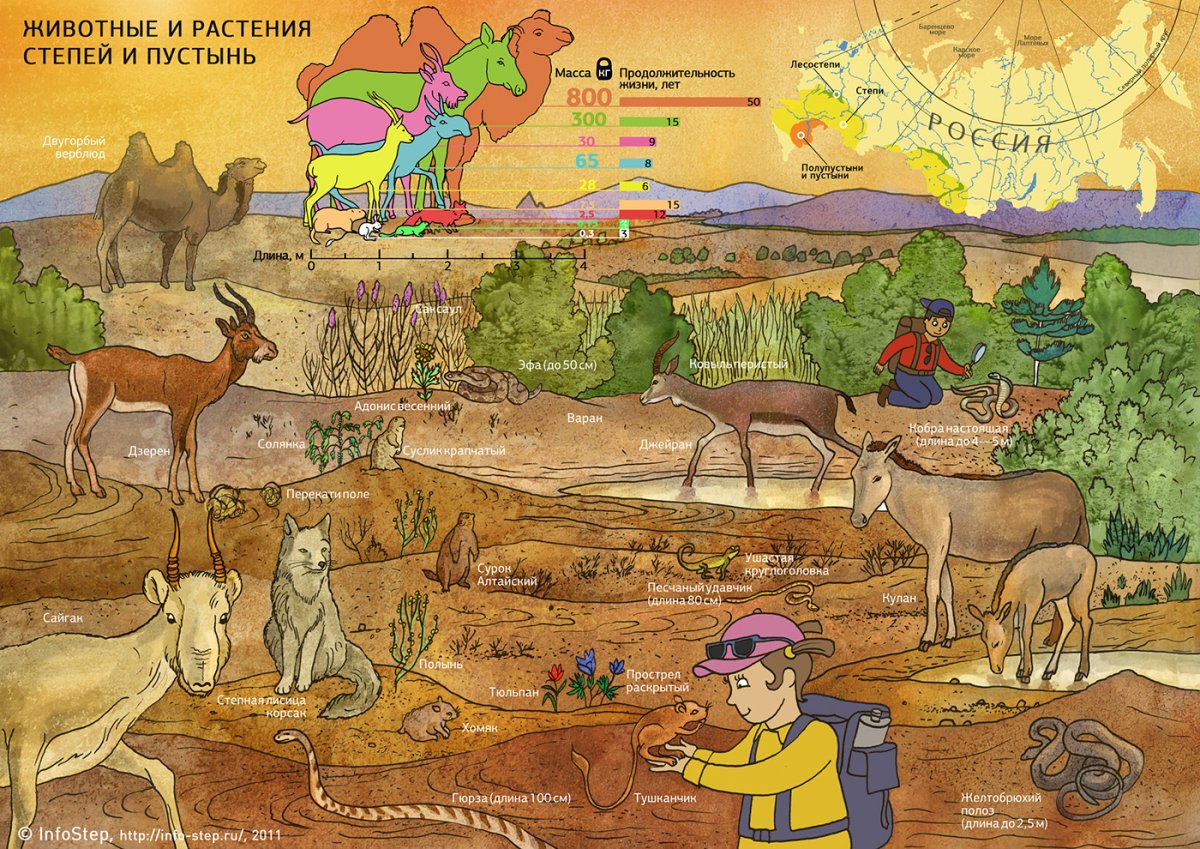 Чалая антилопа