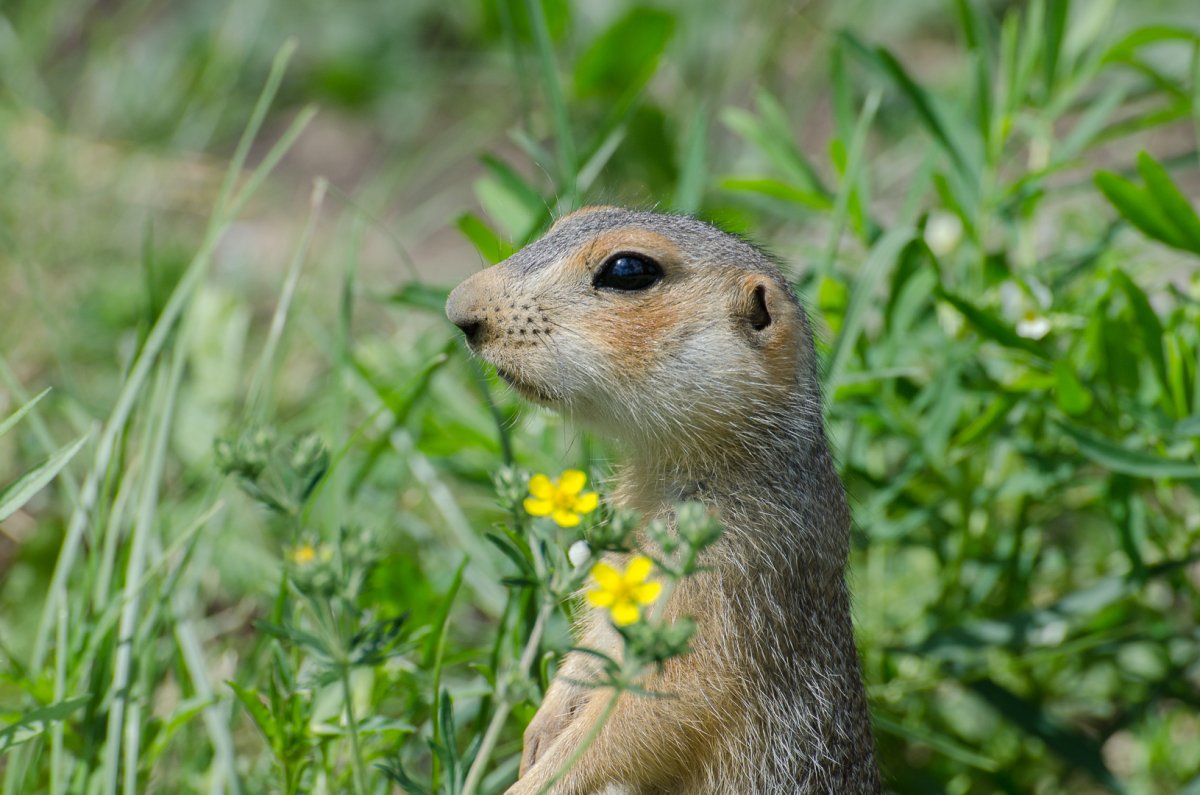 Крапчатый суслик