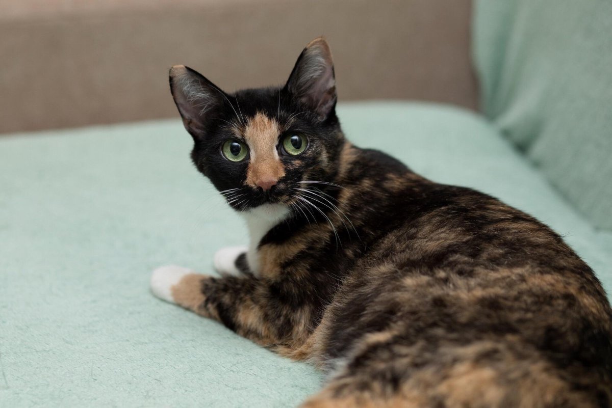 Кот породы метис