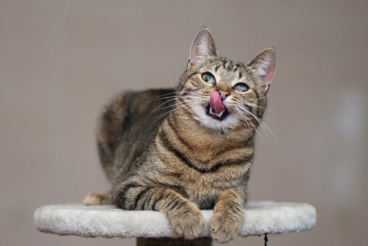 Порода кошек помесь